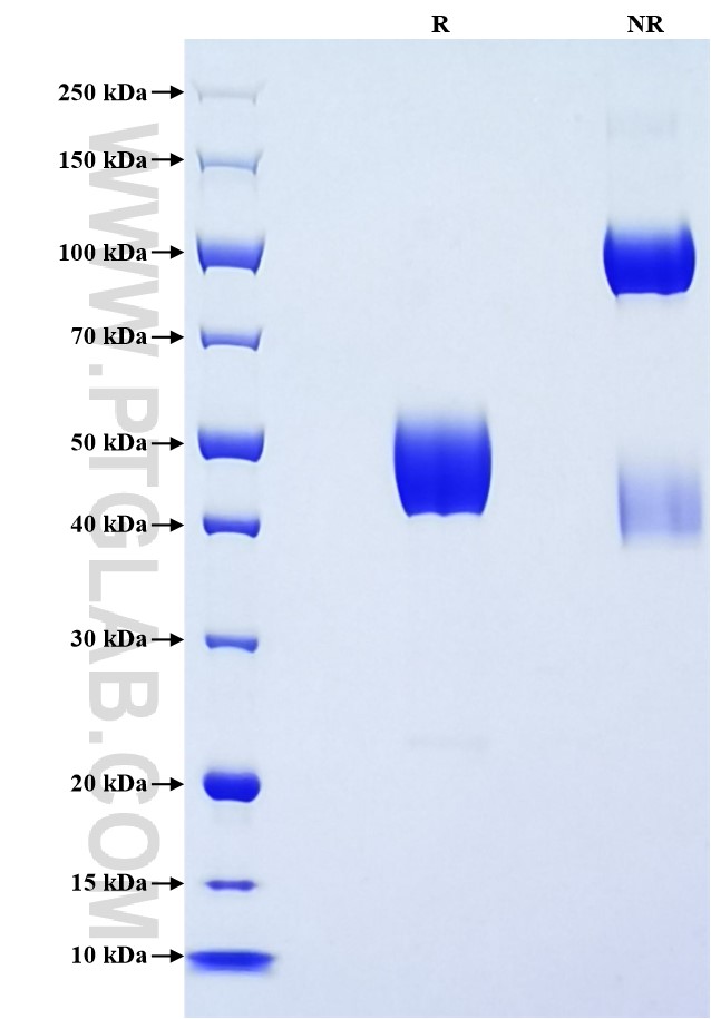 Purity of Recombinant Human NCR3 was determined by SDS-PAGE. The protein was resolved in an SDS-PAGE in reducing (R) and non-reducing (NR) conditions and stained using Coomassie blue.