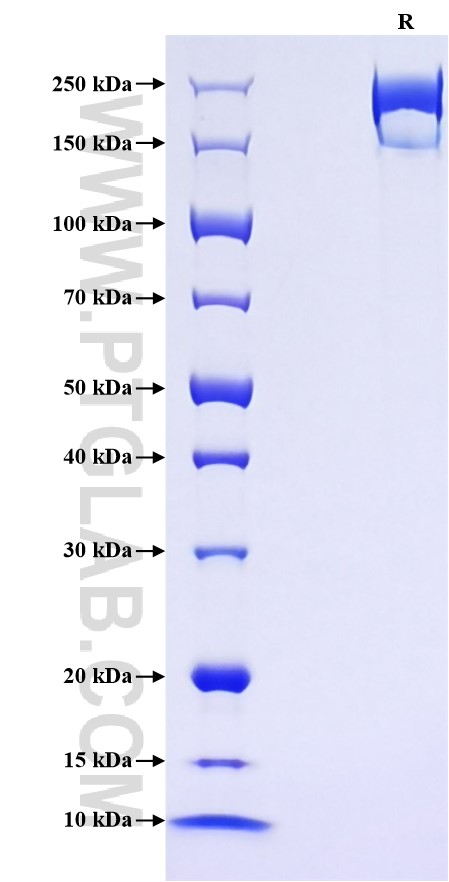 Purity of Recombinant Mouse LY75 was determined by SDS-PAGE. The protein was resolved in an SDS-PAGE in reducing (R) conditions and stained using Coomassie blue.