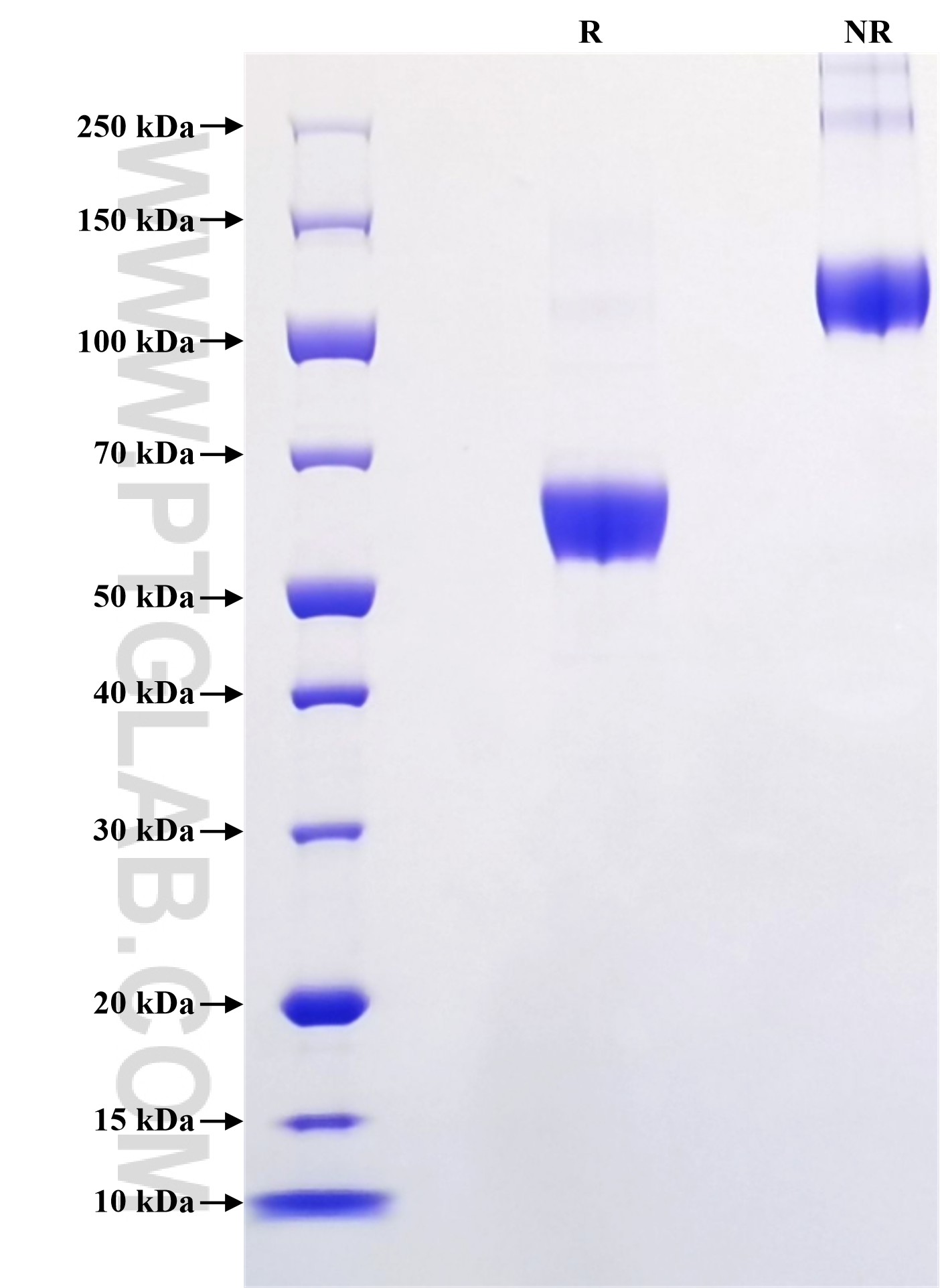 Purity of Recombinant Mouse NGFR was determined by SDS-PAGE. The protein was resolved in an SDS-PAGE in reducing (R) and non-reducing (NR) conditions and stained using Coomassie blue.