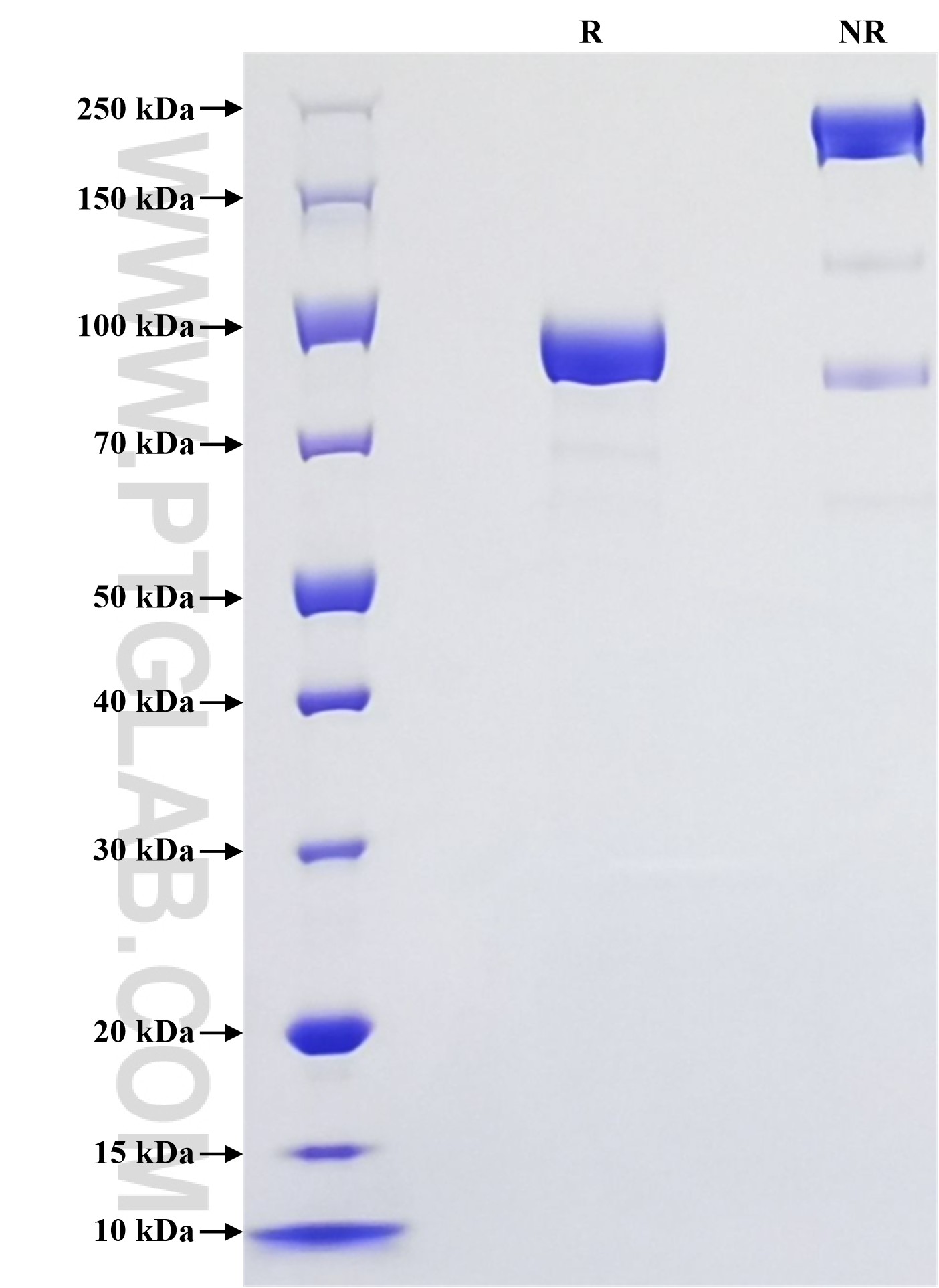 Purity of Recombinant Human IGSF8 was determined by SDS-PAGE. The protein was resolved in an SDS-PAGE in reducing (R) and non-reducing (NR) conditions and stained using Coomassie blue.