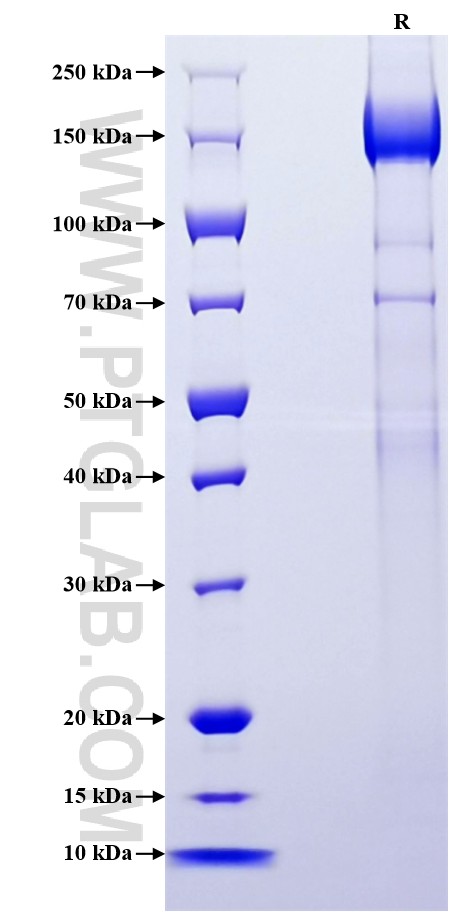 Purity of Recombinant Human CD109 was determined by SDS-PAGE. The protein was resolved in an SDS-PAGE in reducing (R) conditions and stained using Coomassie blue.