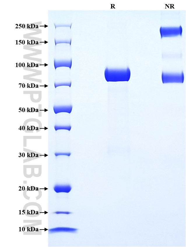 Purity of Recombinant Mouse Apcdd1 was determined by SDS-PAGE. The protein was resolved in an SDS-PAGE in reducing (R) and non-reducing (NR) conditions and stained using Coomassie blue.