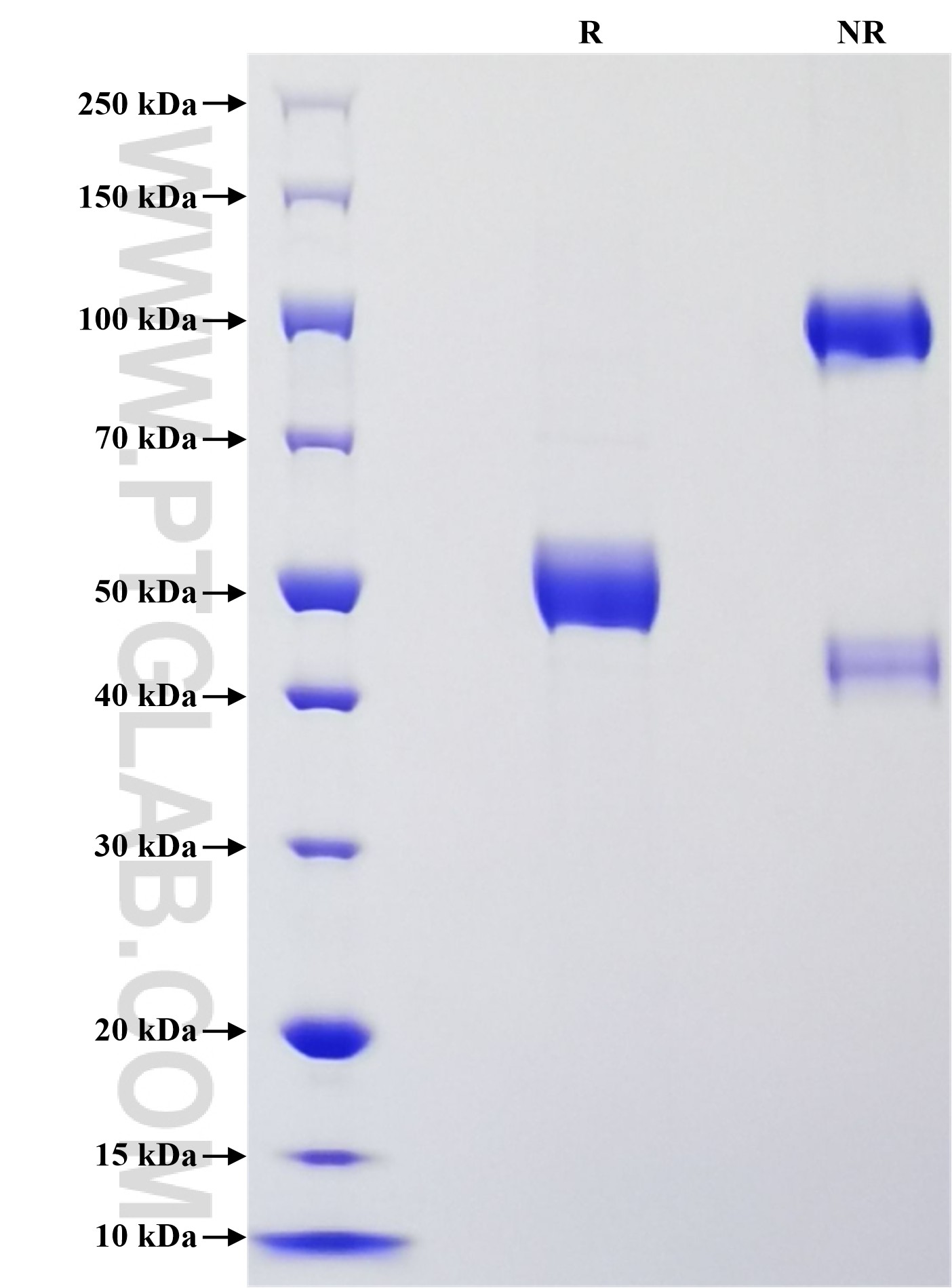 Purity of Recombinant Mouse FAM3D was determined by SDS-PAGE. The protein was resolved in an SDS-PAGE in reducing (R) and non-reducing (NR) conditions and stained using Coomassie blue.