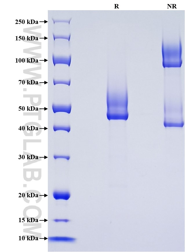 Purity of Recombinant Mouse SDC2 was determined by SDS-PAGE. The protein was resolved in an SDS-PAGE in reducing (R) and non-reducing (NR) conditions and stained using Coomassie blue.