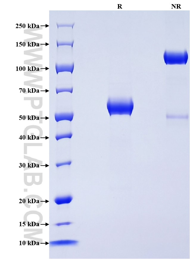 Purity of Recombinant Mouse CLEC12A was determined by SDS-PAGE. The protein was resolved in an SDS-PAGE in reducing (R) and non-reducing (NR) conditions and stained using Coomassie blue.
