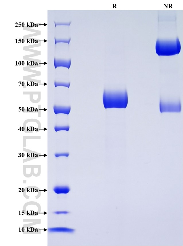 Purity of Recombinant Mouse MGL2 was determined by SDS-PAGE. The protein was resolved in an SDS-PAGE in reducing (R) and non-reducing (NR) conditions and stained using Coomassie blue.