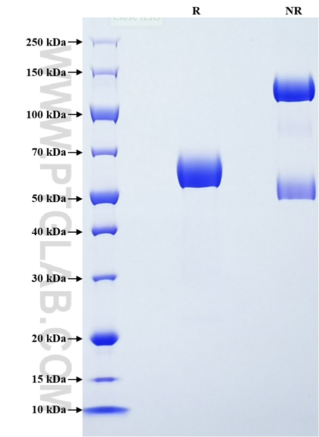 Purity of Recombinant Human LILRA5 was determined by SDS-PAGE. The protein was resolved in an SDS-PAGE in reducing (R) and non-reducing (NR) conditions and stained using Coomassie blue.