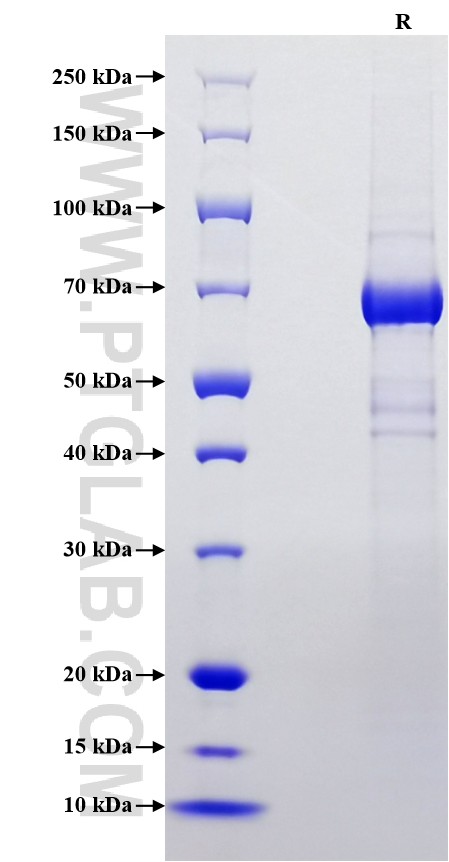 Purity of Recombinant Mouse Pon3 was determined by SDS-PAGE. The protein was resolved in an SDS-PAGE in reducing (R) conditions and stained using Coomassie blue.