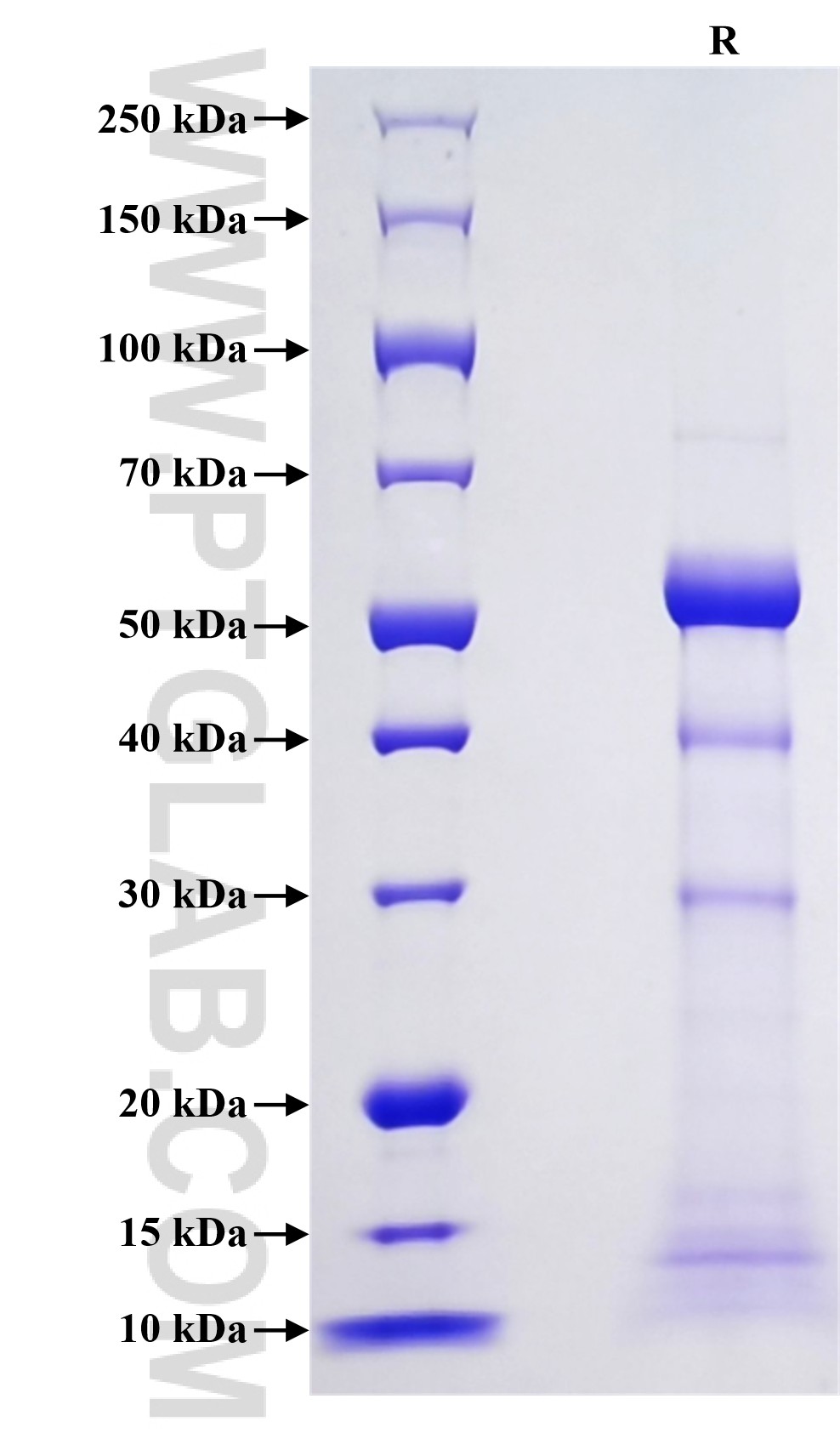 Purity of Recombinant Mouse PR3 was determined by SDS-PAGE. The protein was resolved in an SDS-PAGE in reducing (R) conditions and stained using Coomassie blue.