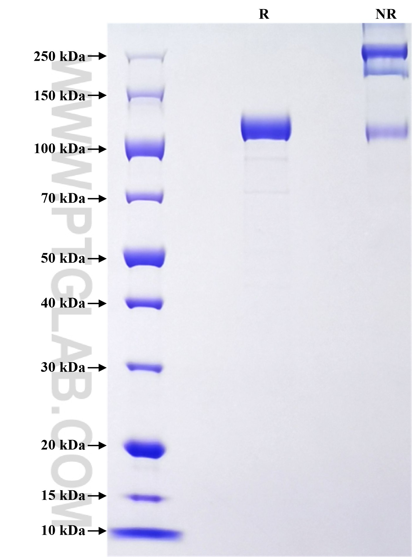 Purity of Recombinant Mouse SEMA4G was determined by SDS-PAGE. The protein was resolved in an SDS-PAGE in reducing (R) and non-reducing (NR) conditions and stained using Coomassie blue.