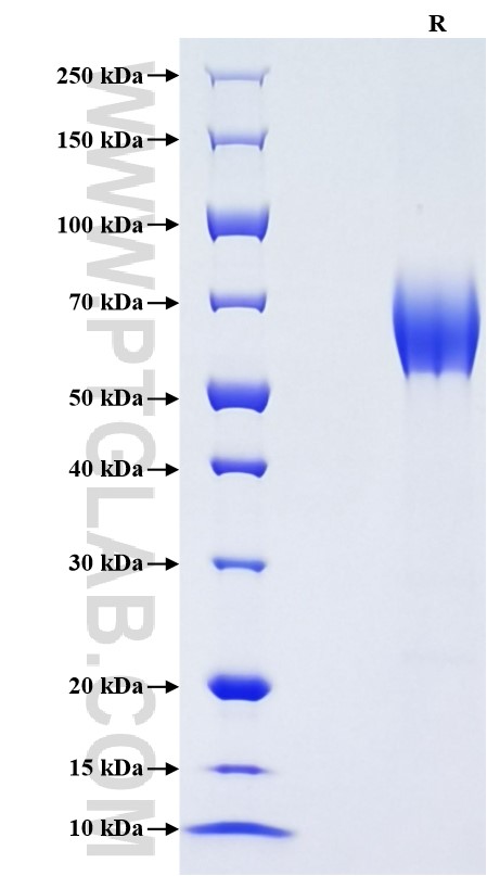 Purity of Recombinant Human CD320 was determined by SDS-PAGE. The protein was resolved in an SDS-PAGE in reducing (R) condition and stained using Coomassie blue.