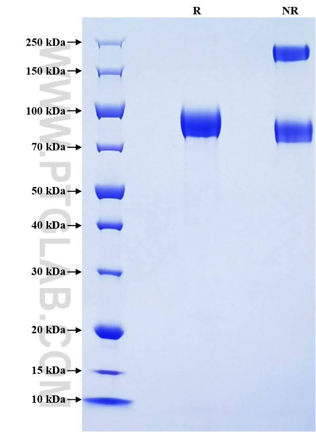 Purity of Recombinant Mouse Hpx was determined by SDS-PAGE. The protein was resolved in an SDS-PAGE in reducing (R) and non-reducing (NR) conditions and stained using Coomassie blue.