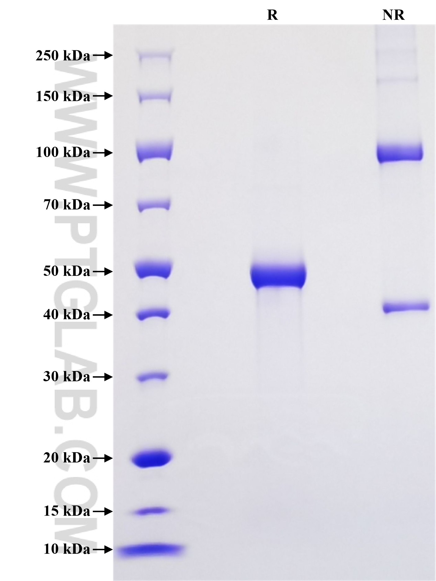 Purity of Recombinant Mouse IL-17C was determined by SDS-PAGE. The protein was resolved in an SDS-PAGE in reducing (R) and non-reducing (NR) conditions and stained using Coomassie blue.