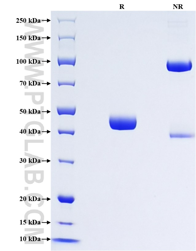 Purity of Recombinant Mouse ARMETL1 was determined by SDS-PAGE. The protein was resolved in an SDS-PAGE in reducing (R) and non-reducing (NR) conditions and stained using Coomassie blue.