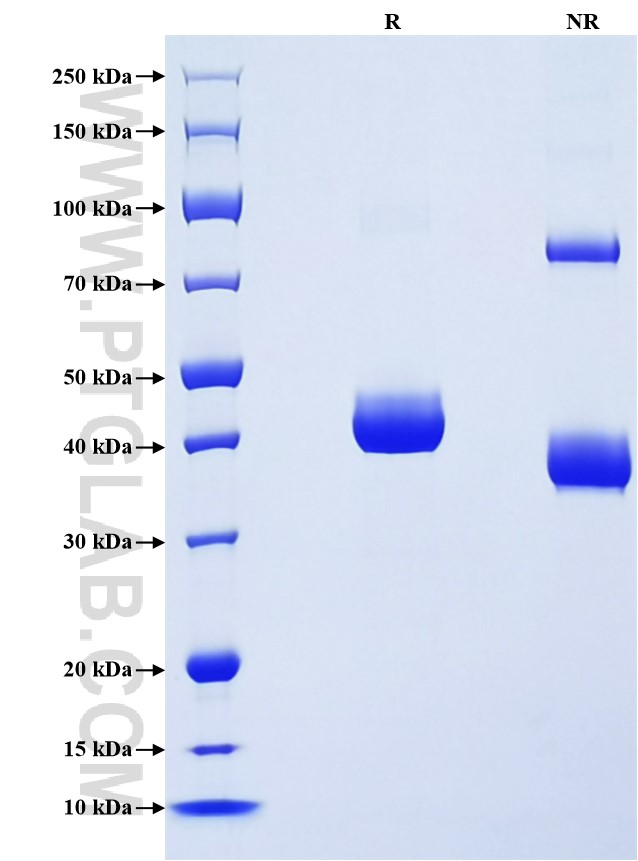 Purity of Recombinant Mouse TNFSF18 was determined by SDS-PAGE. The protein was resolved in an SDS-PAGE in reducing (R) and non-reducing (NR) conditions and stained using Coomassie blue.