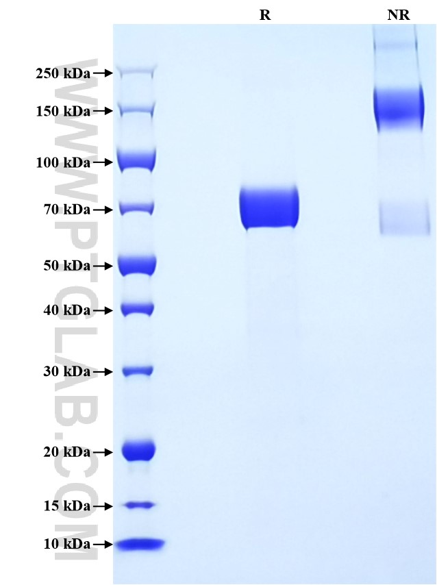 Purity of Recombinant Mouse Fstl1 was determined by SDS-PAGE. The protein was resolved in an SDS-PAGE in reducing (R) and non-reducing (NR) conditions and stained using Coomassie blue.