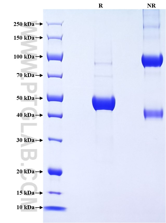 Purity of Recombinant Mouse IFN-alpha 11 was determined by SDS-PAGE. The protein was resolved in an SDS-PAGE in reducing (R) and non-reducing (NR) conditions and stained using Coomassie blue.