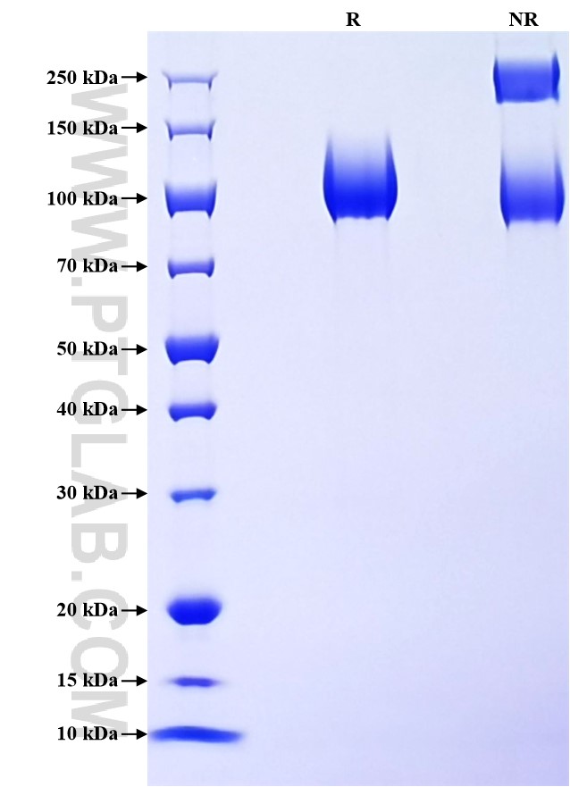 Purity of Recombinant Mouse MerTK was determined by SDS-PAGE. The protein was resolved in an SDS-PAGE in reducing (R) and non-reducing (NR) conditions and stained using Coomassie blue.