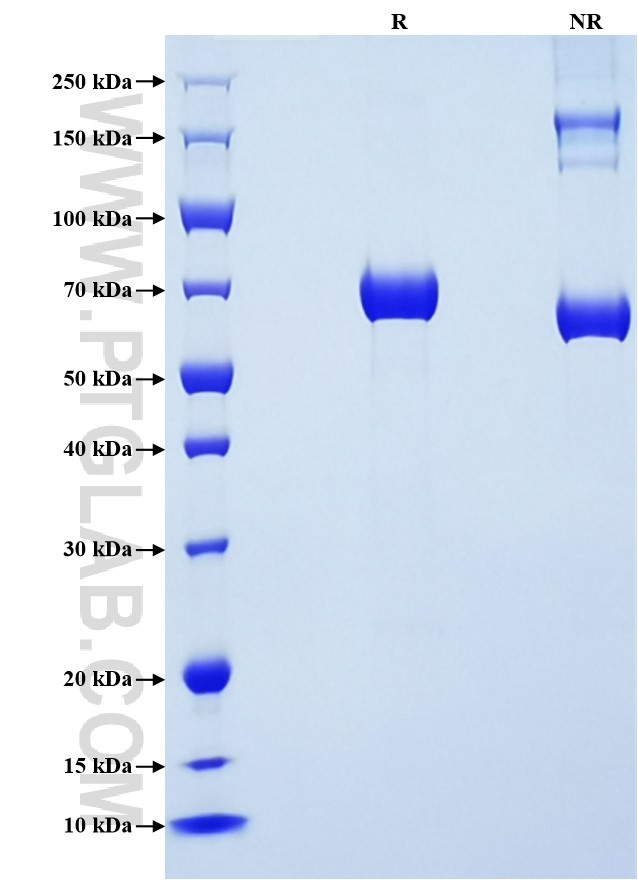 Purity of Recombinant Mouse Surfactant protein D was determined by SDS-PAGE. The protein was resolved in an SDS-PAGE in reducing (R) and non-reducing (NR) conditions and stained using Coomassie blue.