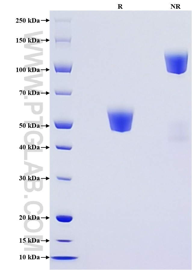 Purity of Recombinant Human FLT3 ligand was determined by SDS-PAGE. The protein was resolved in an SDS-PAGE in reducing (R) and non-reducing (NR) conditions and stained using Coomassie blue. Purity of Recombinant Human FLT3 ligand was determined by SDS-PAGE. The protein was resolved in an SDS-PAGE in reducing (R) and non-reducing (NR) conditions and stained using Coomassie blue.