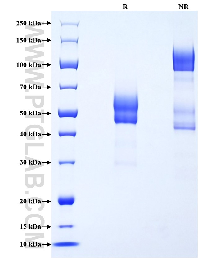 Purity of Recombinant Human SDC2 was determined by SDS-PAGE. The protein was resolved in an SDS-PAGE in reducing (R) and non-reducing (NR) conditions and stained using Coomassie blue.