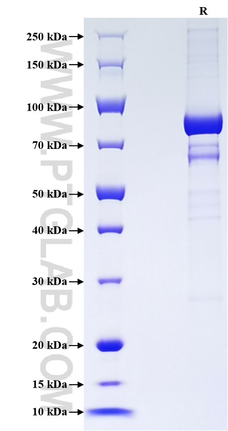 Purity of Recombinant Human CD73 was determined by SDS-PAGE. The protein was resolved in an SDS-PAGE in reducing (R) conditions and stained using Coomassie blue.