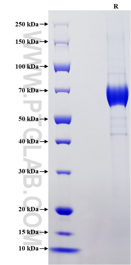 Purity of Recombinant Mouse ATP1B1 was determined by SDS-PAGE. The protein was resolved in an SDS-PAGE in reducing (R) conditions and stained using Coomassie blue.