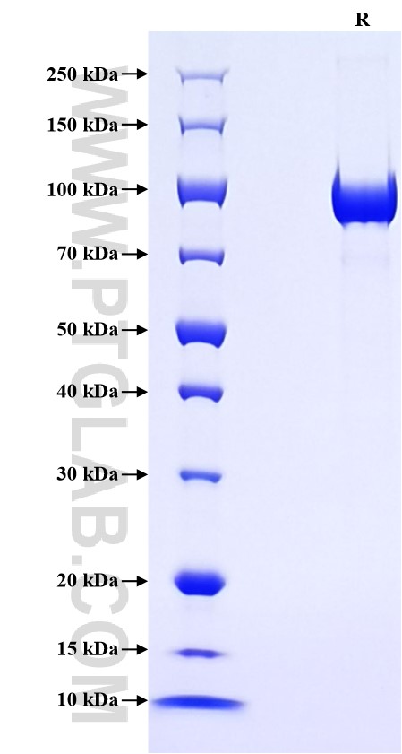 Purity of Recombinant Human PDIA4 was determined by SDS-PAGE. The protein was resolved in an SDS-PAGE in reducing (R) conditions and stained using Coomassie blue.