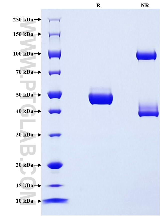 Purity of Recombinant Mouse Mup1 was determined by SDS-PAGE. The protein was resolved in an SDS-PAGE in reducing (R) and non-reducing (NR) conditions and stained using Coomassie blue.