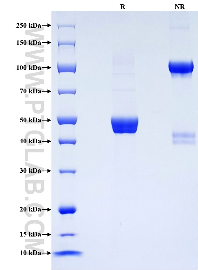 Purity of Recombinant Mouse IFNA9 was determined by SDS-PAGE. The protein was resolved in an SDS-PAGE in reducing (R) and non-reducing (NR) conditions and stained using Coomassie blue. Purity of Recombinant Mouse IFNA9 was determined by SDS-PAGE. The protein was resolved in an SDS-PAGE in reducing (R) and non-reducing (NR) conditions and stained using Coomassie blue.