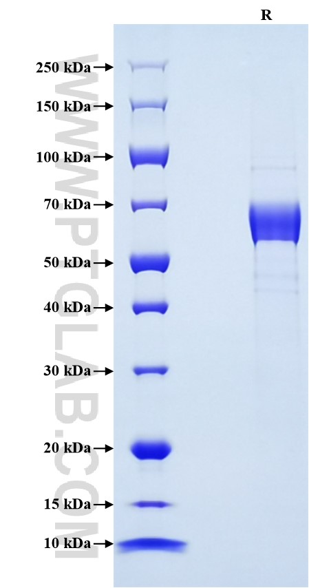 Purity of Recombinant Human ASGR2 was determined by SDS-PAGE. The protein was resolved in an SDS-PAGE in reducing (R) conditions and stained using Coomassie blue.