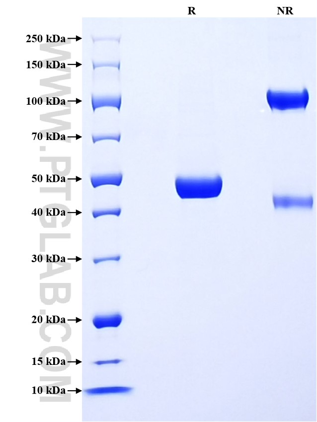 Purity of Recombinant Mouse IFN-alpha 2 was determined by SDS-PAGE. The protein was resolved in an SDS-PAGE in reducing (R) and non-reducing (NR) conditions and stained using Coomassie blue. Purity of Recombinant Mouse IFN-alpha 2 was determined by SDS-PAGE. The protein was resolved in an SDS-PAGE in reducing (R) and non-reducing (NR) conditions and stained using Coomassie blue.