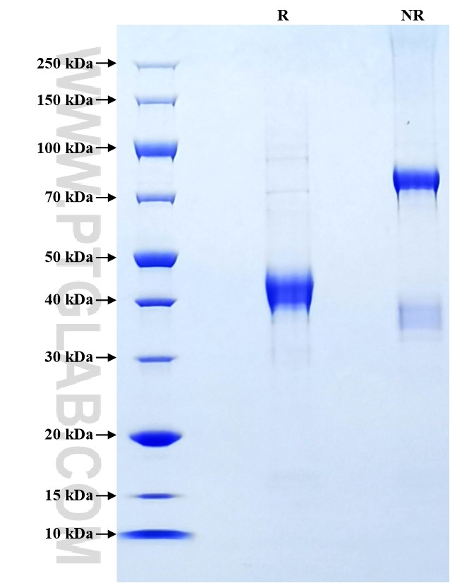 Purity of Recombinant Mouse CCL19 was determined by SDS-PAGE. The protein was resolved in an SDS-PAGE in reducing (R) and non-reducing (NR) conditions and stained using Coomassie blue.