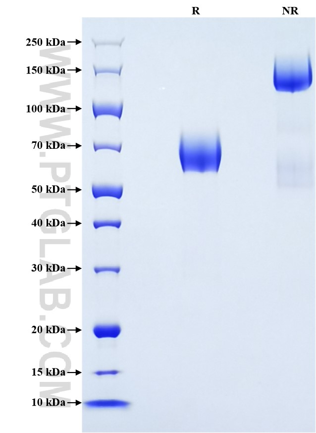 Purity of Recombinant Mouse CD44 was determined by SDS-PAGE. The protein was resolved in an SDS-PAGE in reducing (R) and non-reducing (NR) conditions and stained using Coomassie blue.
