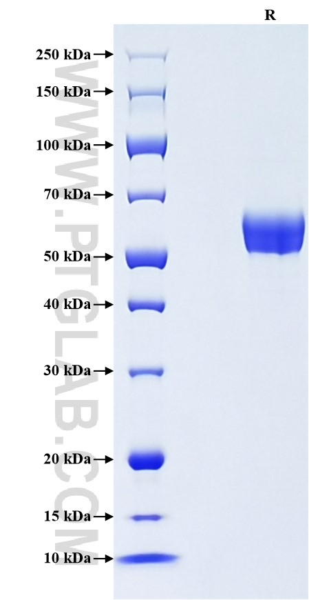 Purity of Recombinant Mouse IL-20RB was determined by SDS-PAGE. The protein was resolved in an SDS-PAGE in reducing (R) conditions and stained using Coomassie blue.