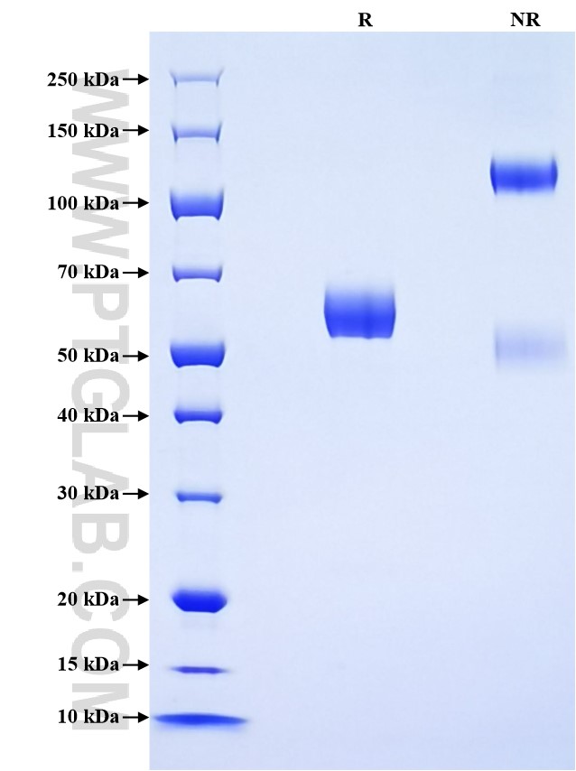 Purity of Recombinant Human FOLR3 was determined by SDS-PAGE. The protein was resolved in an SDS-PAGE in reducing (R) and non-reducing (NR) conditions and stained using Coomassie blue.