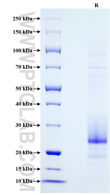 Purity of Recombinant Human VEGF-C was determined by SDS-PAGE. The protein was resolved in an SDS-PAGE in reducing (R) conditions and stained using Coomassie blue.