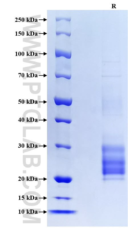 Purity of Recombinant Human TNFSF18 was determined by SDS-PAGE. The protein was resolved in an SDS-PAGE in reducing (R) conditions and stained using Coomassie blue.