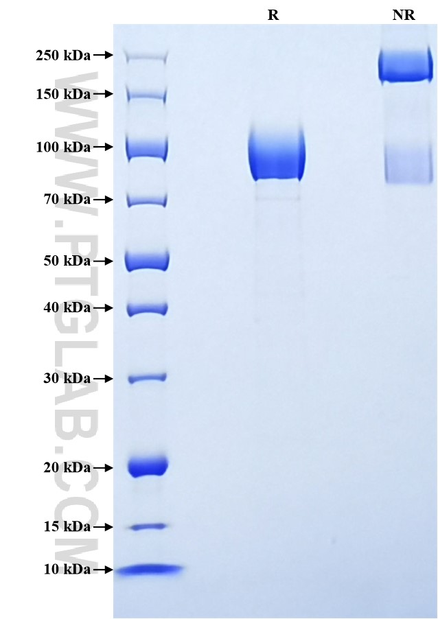Purity of Recombinant Rat TrkA was determined by SDS-PAGE. The protein was resolved in an SDS-PAGE in reducing (R) and non-reducing (NR) conditions and stained using Coomassie blue.