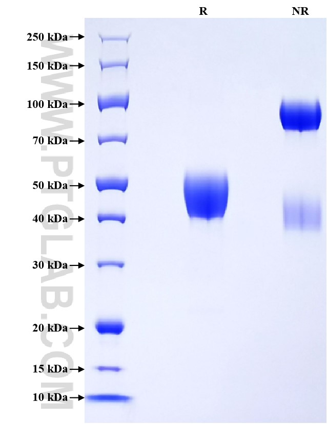Purity of Recombinant Rat CD63 was determined by SDS-PAGE. The protein was resolved in an SDS-PAGE in reducing (R) and non-reducing (NR) conditions and stained using Coomassie blue. Purity of Recombinant Rat CD63 was determined by SDS-PAGE. The protein was resolved in an SDS-PAGE in reducing (R) and non-reducing (NR) conditions and stained using Coomassie blue.