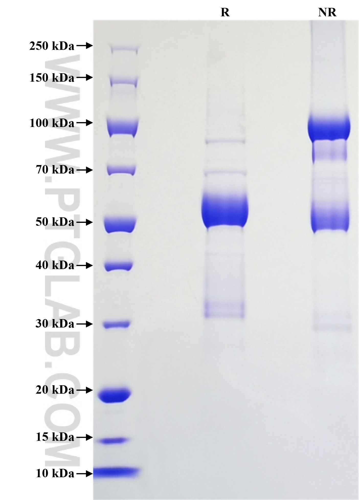 Purity of Recombinant Rat Fas Ligand was determined by SDS-PAGE. The protein was resolved in an SDS-PAGE in reducing (R) and non-reducing (NR) conditions and stained using Coomassie blue. Purity of Recombinant Rat Fas Ligand was determined by SDS-PAGE. The protein was resolved in an SDS-PAGE in reducing (R) and non-reducing (NR) conditions and stained using Coomassie blue.