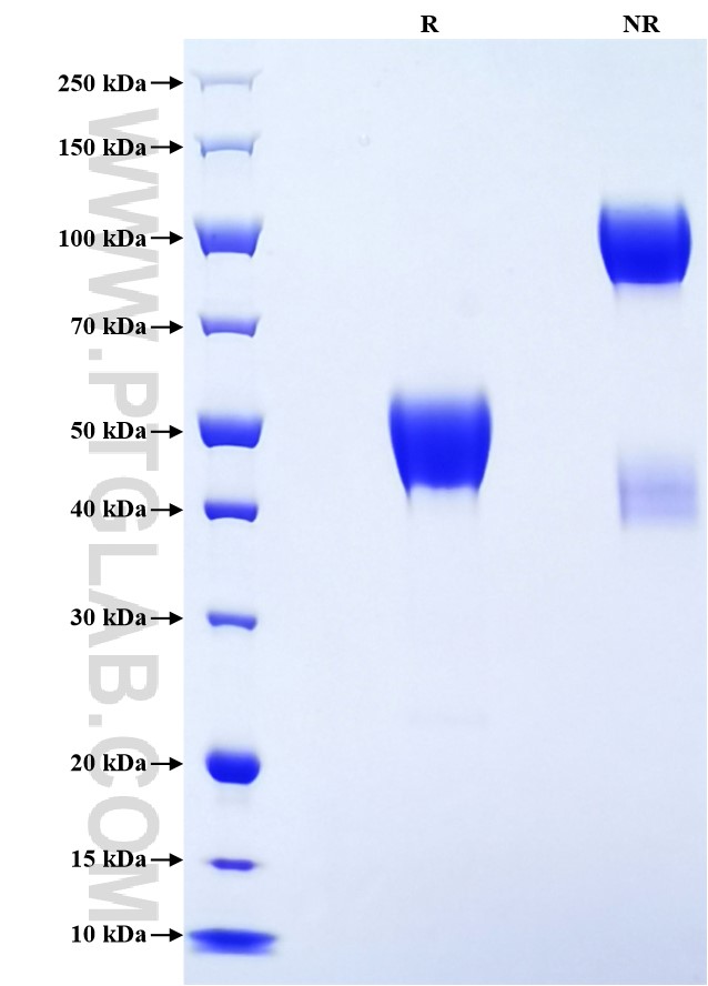 Purity of Recombinant Human LGALS3BP was determined by SDS-PAGE. The protein was resolved in an SDS-PAGE in reducing (R) and non-reducing (NR) conditions and stained using Coomassie blue.