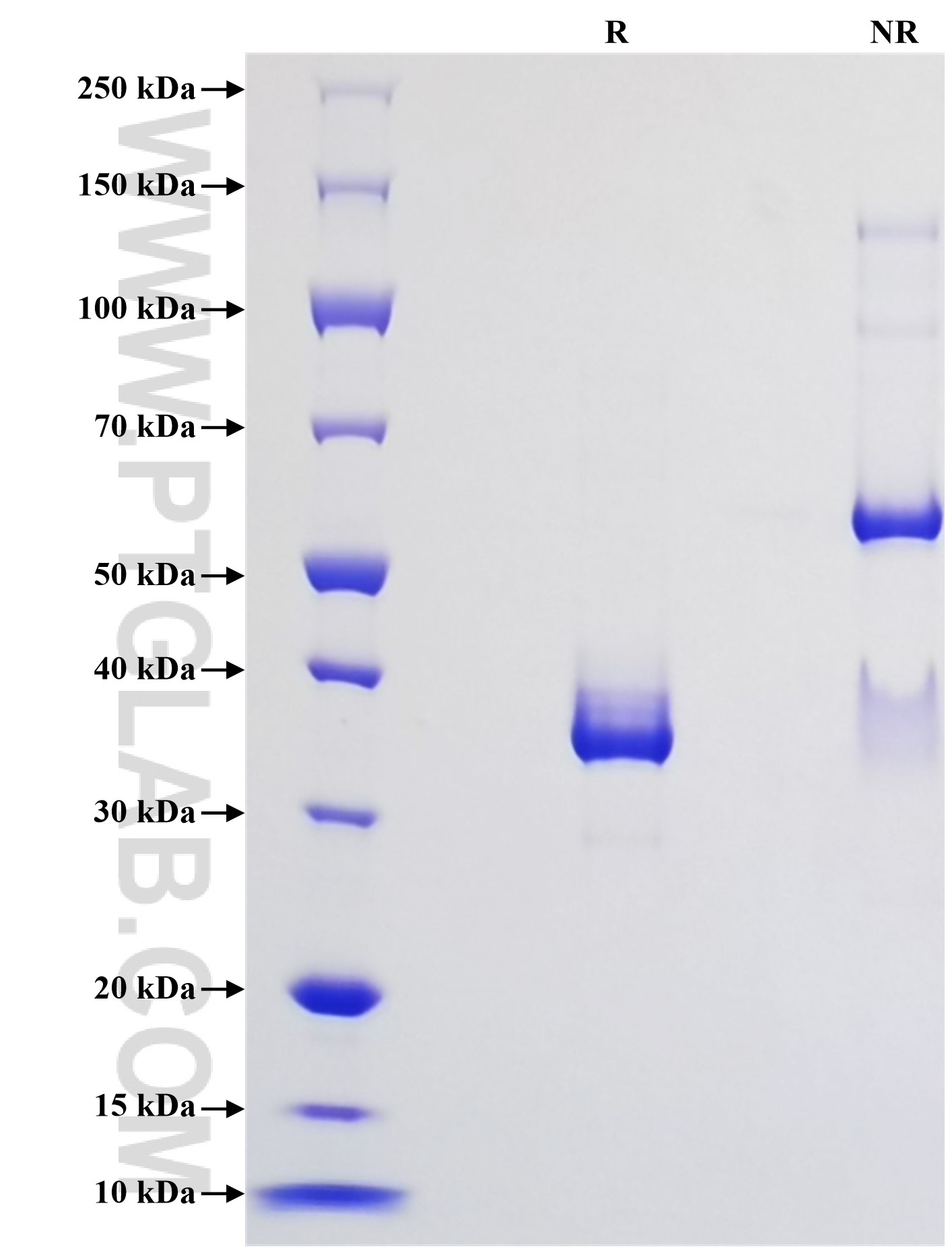 Purity of Recombinant Human CCL3 was determined by SDS-PAGE. The protein was resolved in an SDS-PAGE in reducing (R) and non-reducing (NR) conditions and stained using Coomassie blue.