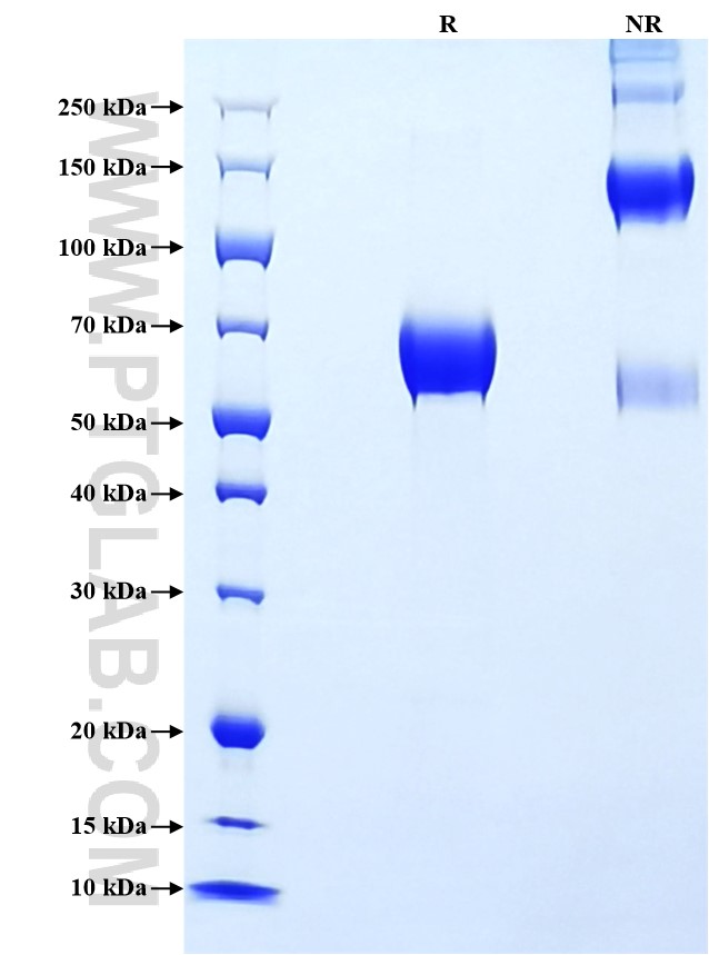 Purity of Recombinant Human TACSTD2 was determined by SDS-PAGE. The protein was resolved in an SDS-PAGE in reducing (R) and non-reducing (NR) conditions and stained using Coomassie blue.