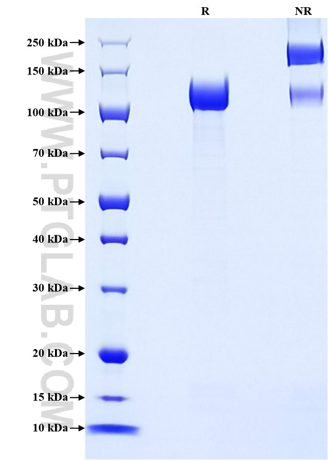 Purity of Recombinant Rat Agrin was determined by SDS-PAGE. The protein was resolved in an SDS-PAGE in reducing (R) and non-reducing (NR) conditions and stained using Coomassie blue.