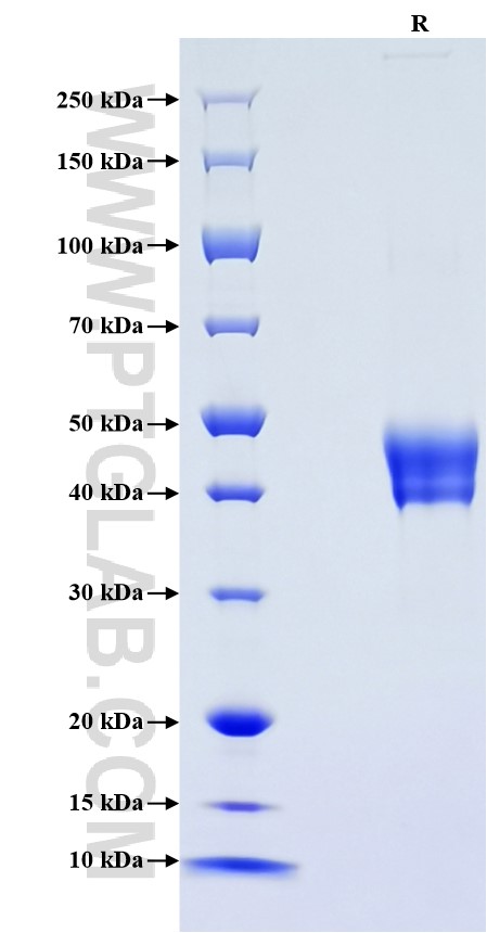 Purity of Recombinant Rat ACVR1 was determined by SDS-PAGE. The protein was resolved in an SDS-PAGE in reducing (R) conditions and stained using Coomassie blue.