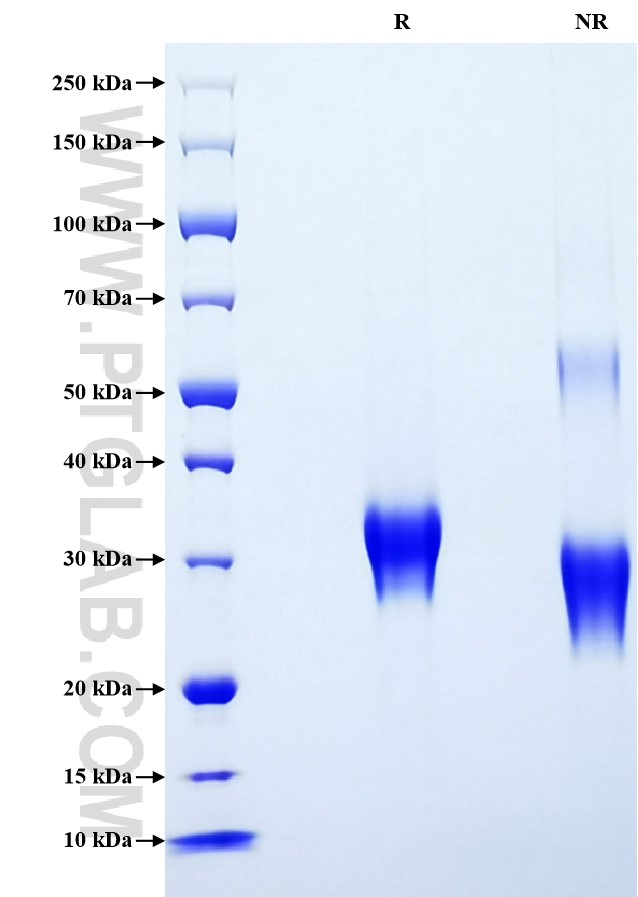 Purity of Recombinant Human IGFBP-6 was determined by SDS-PAGE. The protein was resolved in an SDS-PAGE in reducing (R) and non-reducing (NR) conditions and stained using Coomassie blue.