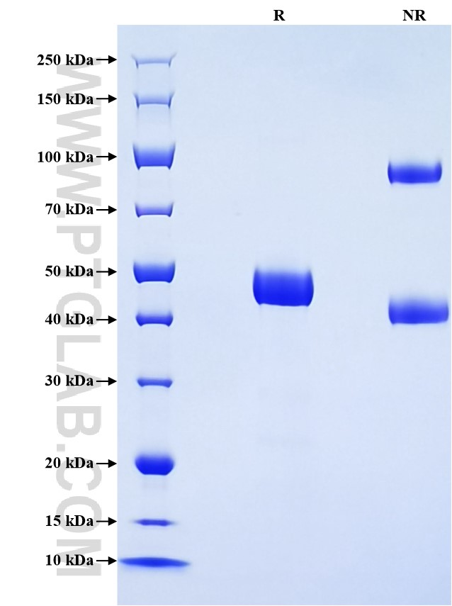 Purity of Recombinant Rat CD90 was determined by SDS-PAGE. The protein was resolved in an SDS-PAGE in reducing (R) and non-reducing (NR) conditions and stained using Coomassie blue.