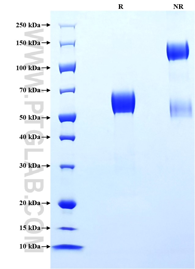Purity of Recombinant Mouse CD16 was determined by SDS-PAGE. The protein was resolved in an SDS-PAGE in reducing (R) and non-reducing (NR) conditions and stained using Coomassie blue.