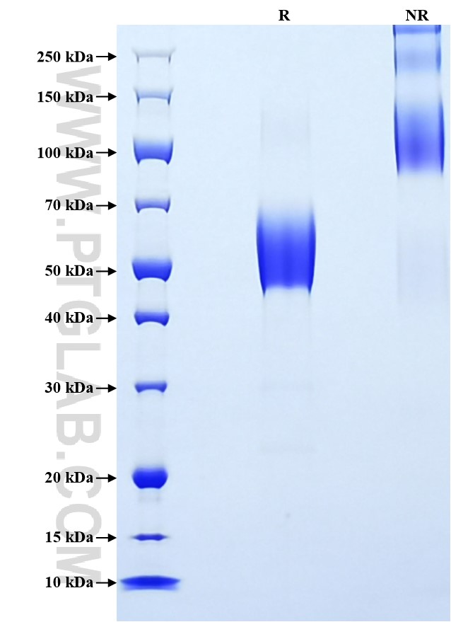 Purity of Recombinant Human DcR2 was determined by SDS-PAGE. The protein was resolved in an SDS-PAGE in reducing (R) and non-reducing (NR) conditions and stained using Coomassie blue.